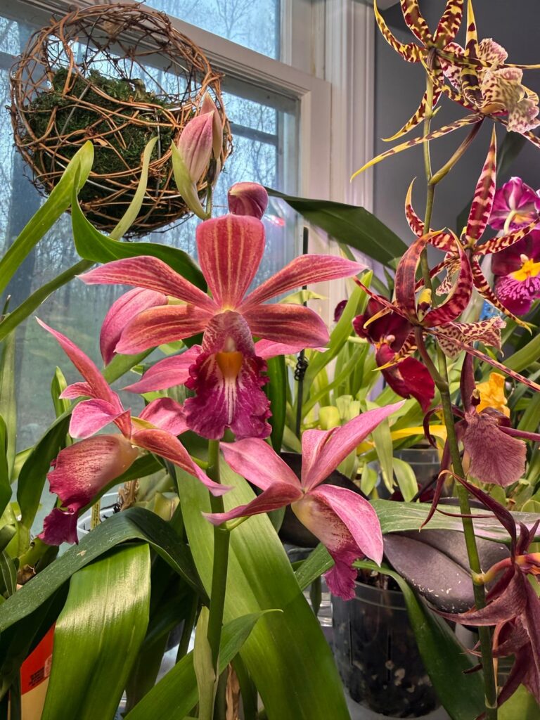 Newest orchid just opened!