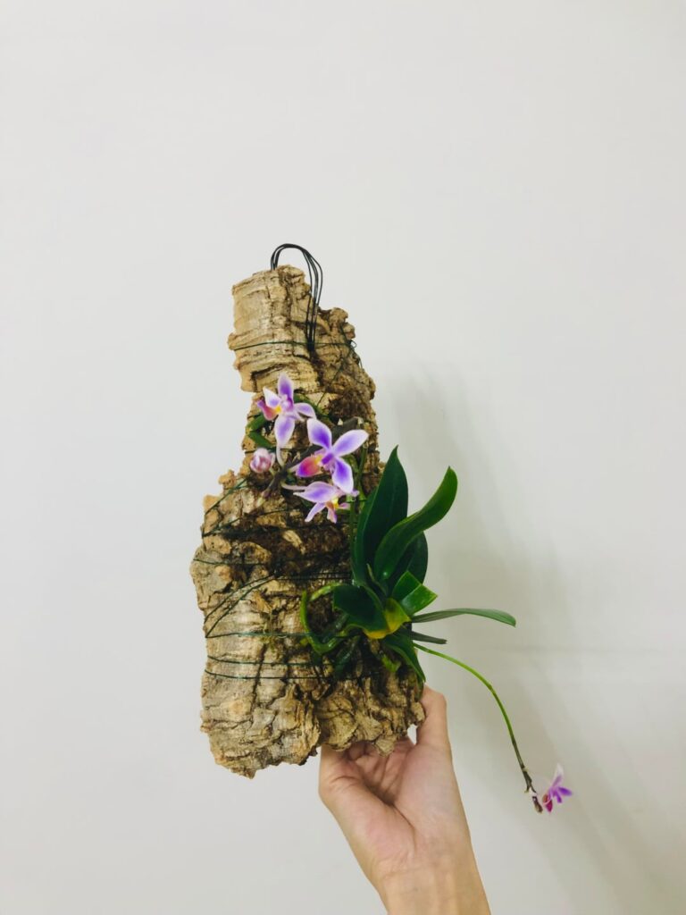 Phal. equestris