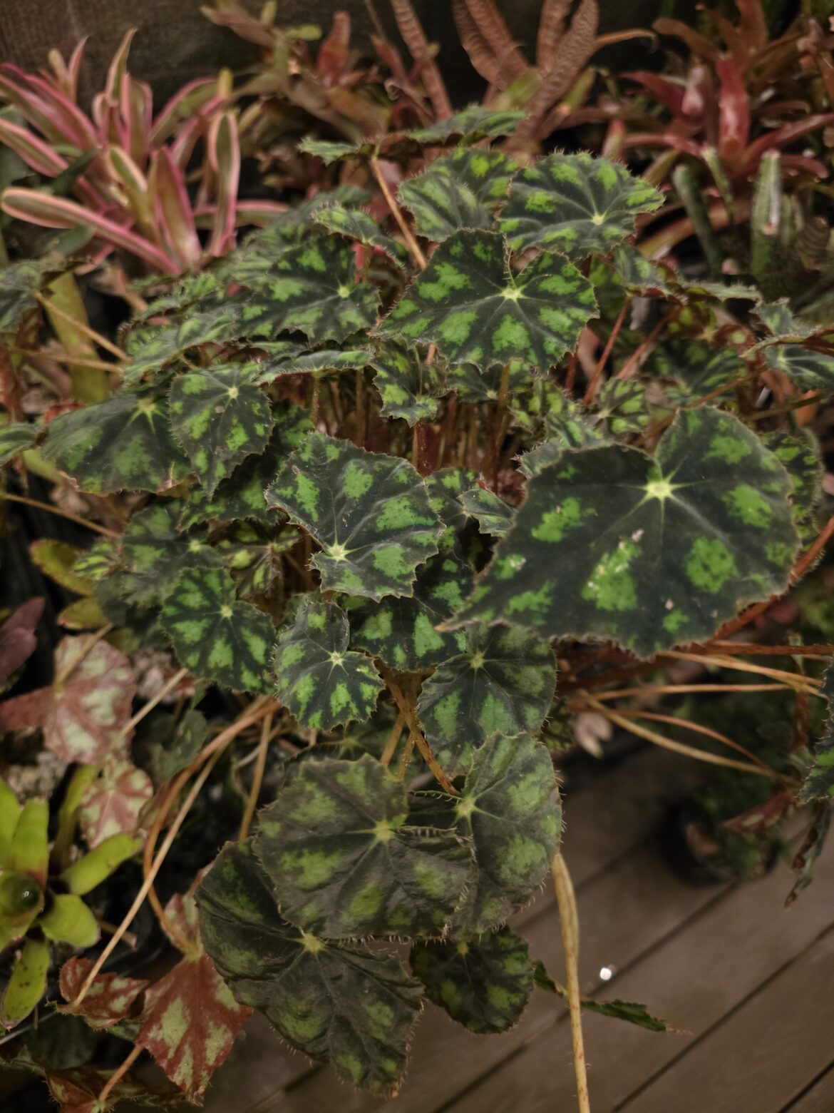 B. TIGER PAW??? B. TIGER PAW???