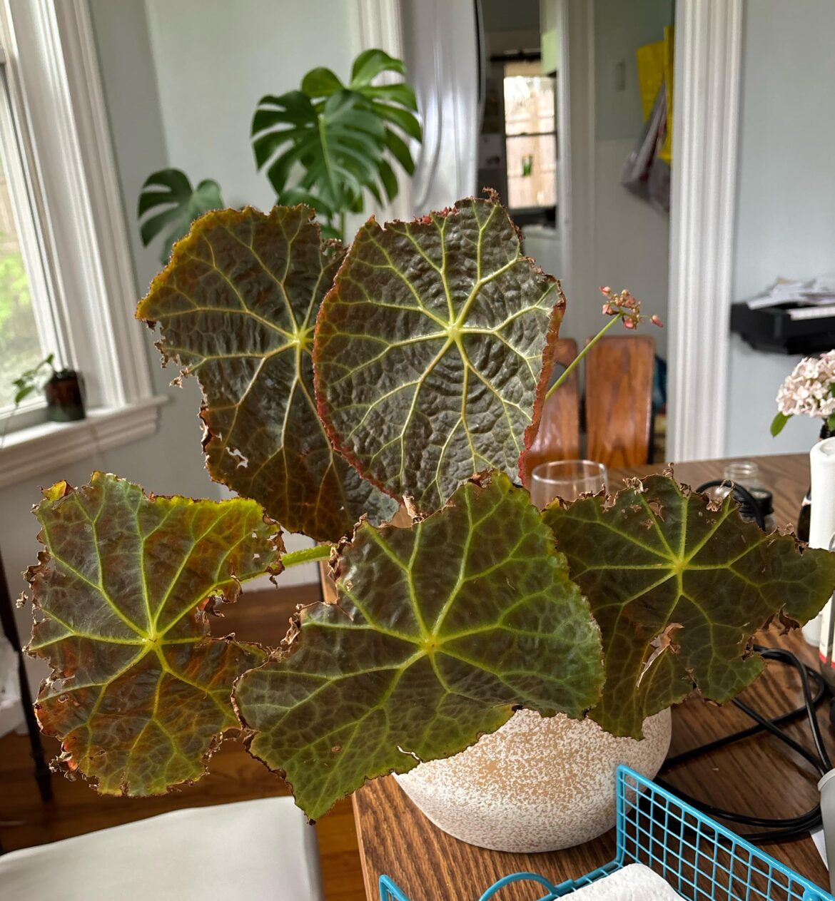 Advice! I wanna cut back begonia geogoensis completely