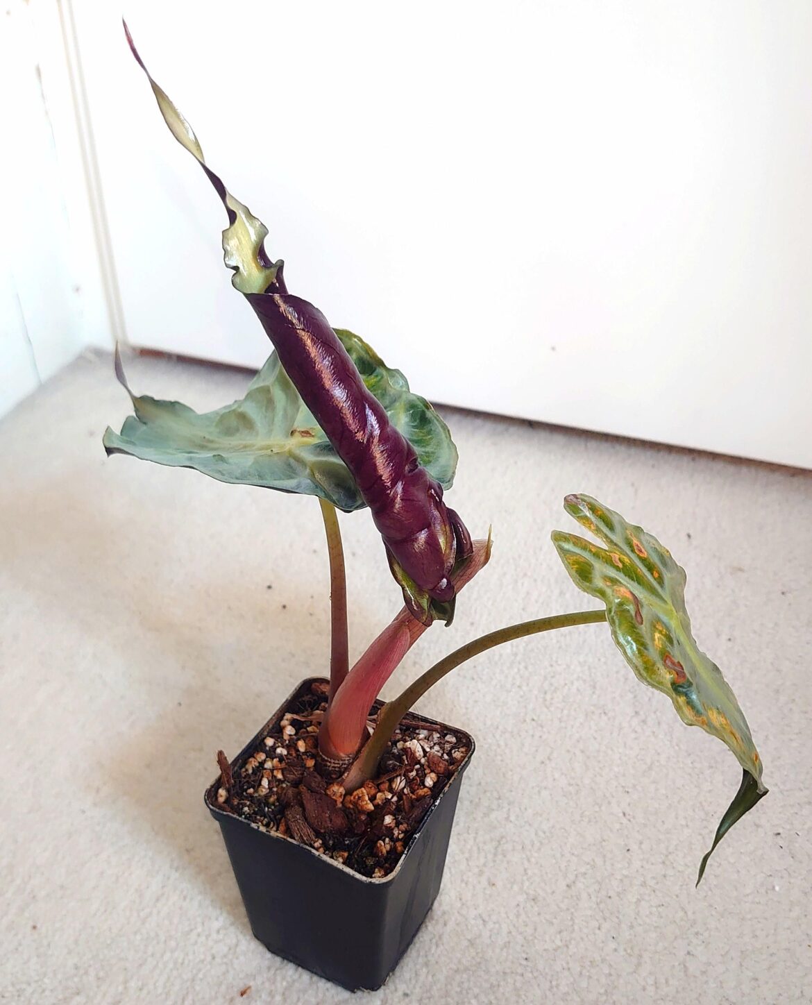 New venom leaf, ready to unfurl!