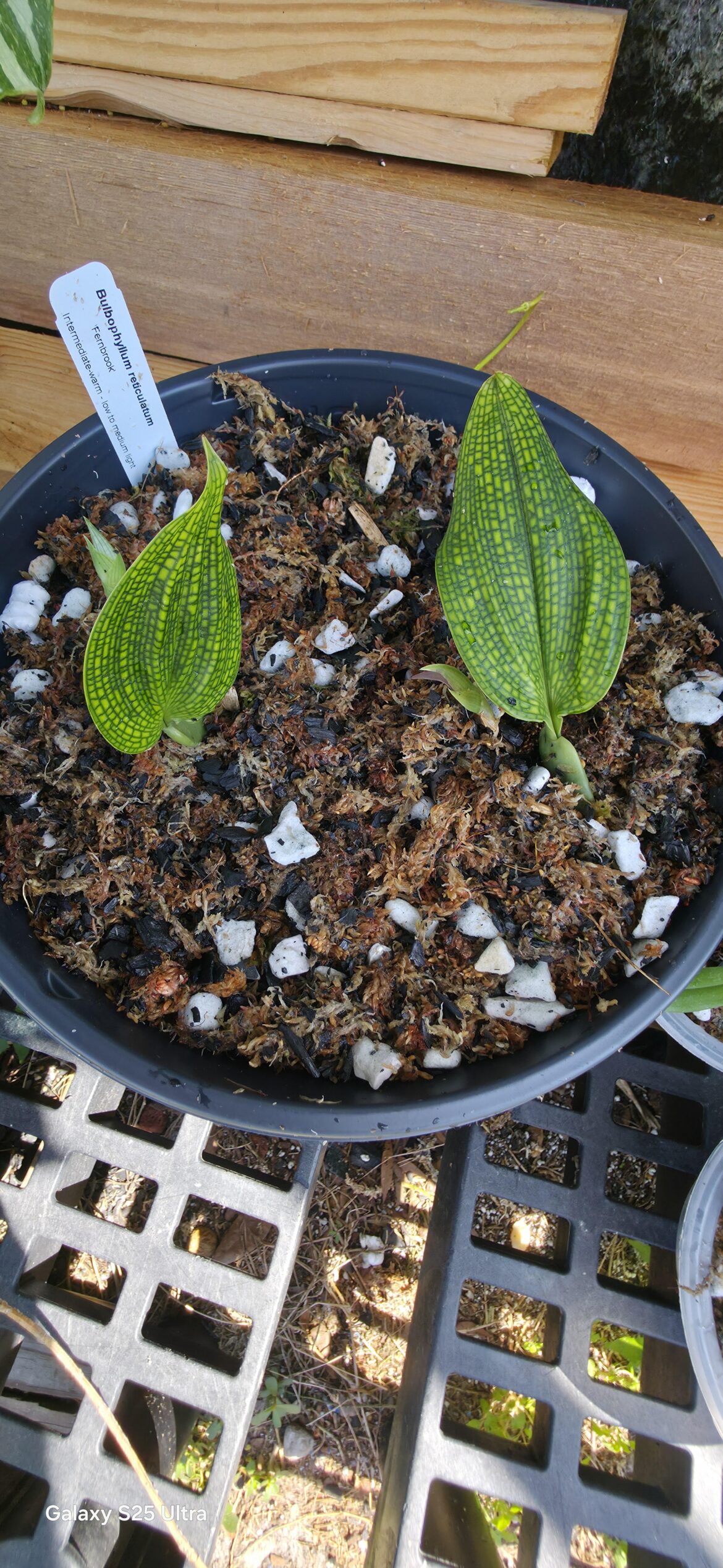 Bulbophyllum reticulatum