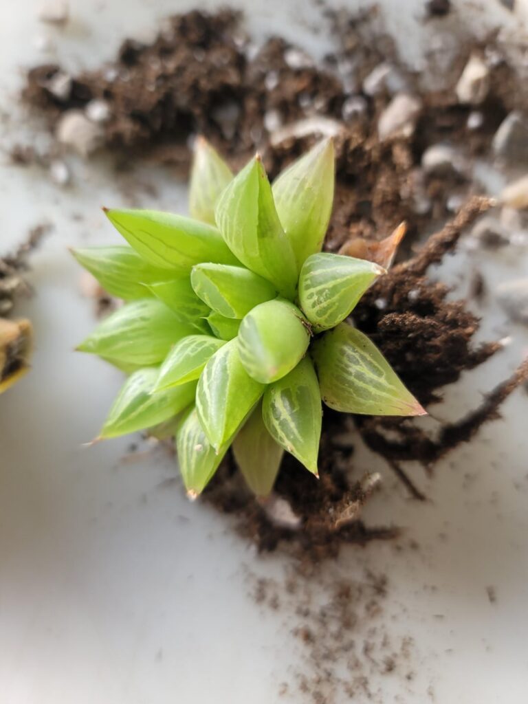 Need help with ID