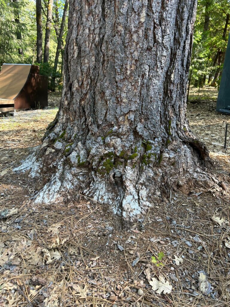 Is this Ponderosa ok?
