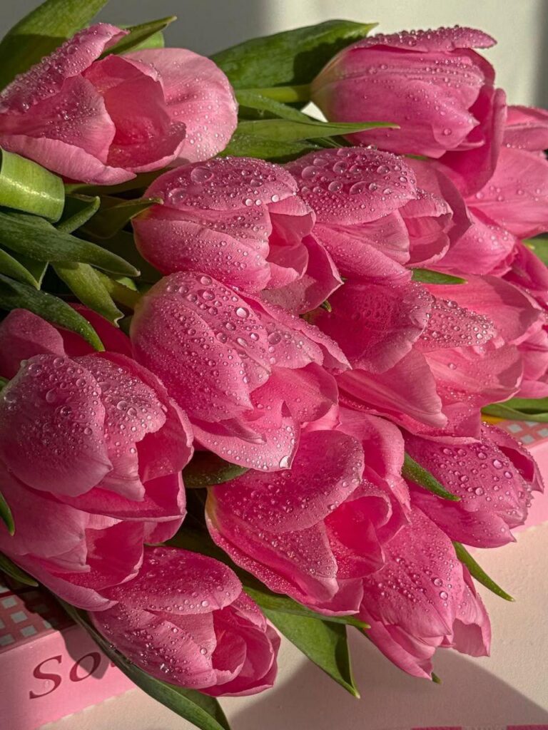Enternal love of tulips 🌷