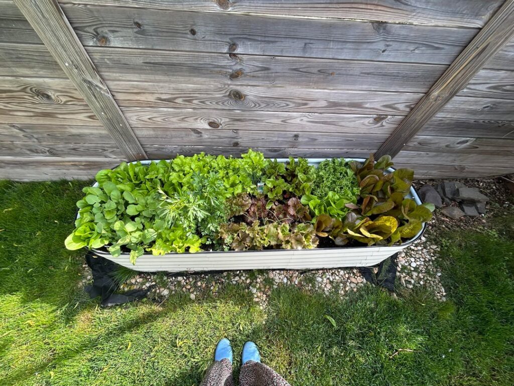First time growing spring greens and it’s AMAZING