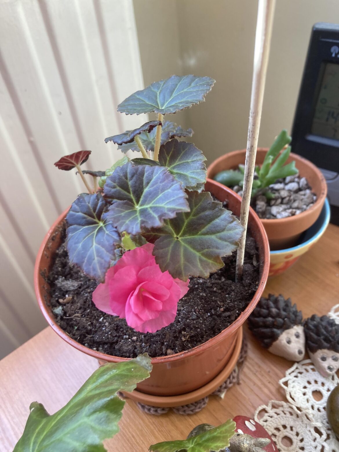 Flower 🥰🌸