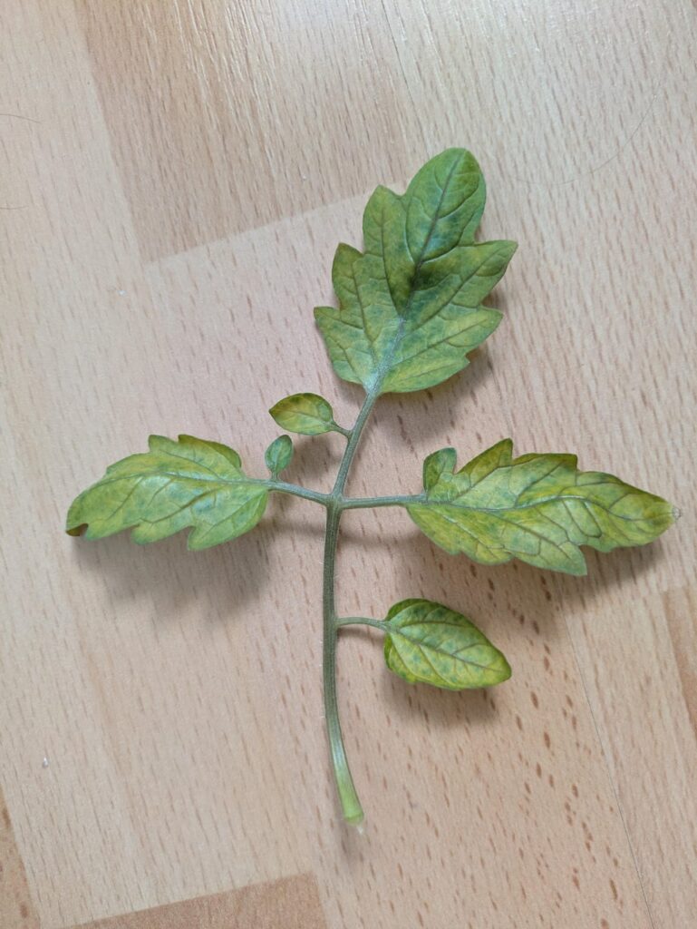 Old tomato leaves showing chlorosis whilst rest of plant is fine (read desc)