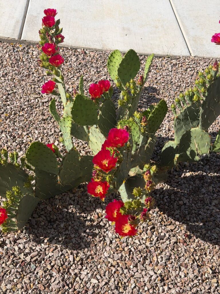 Why does my opuntia flower like crazy, then drop all its fruit?