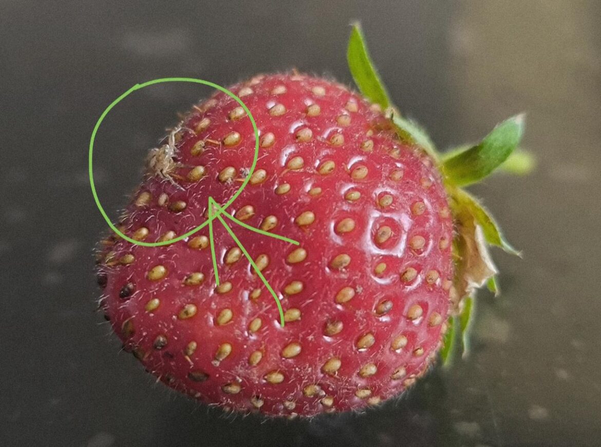 This bug was on my strawberry
