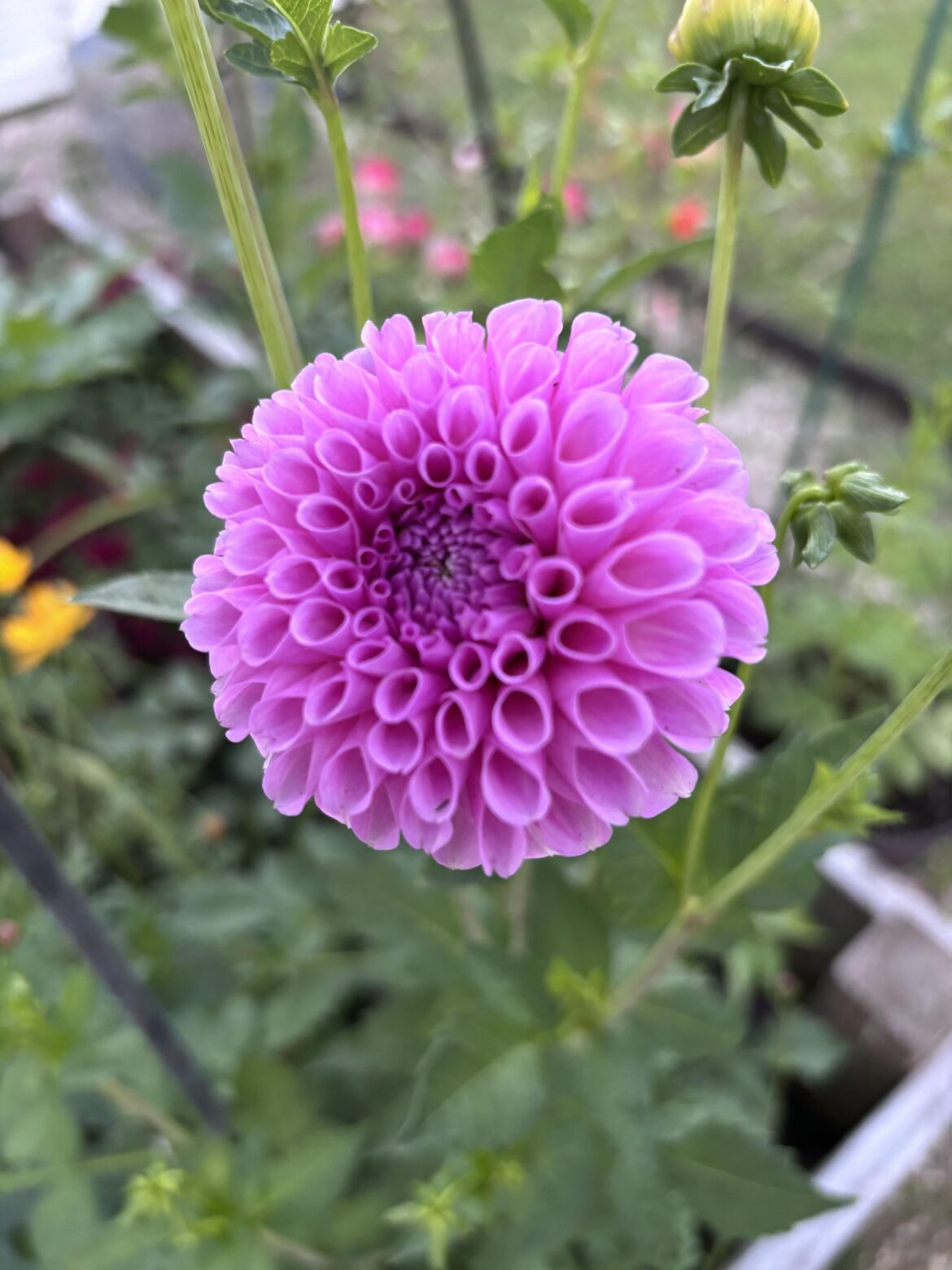 My very first dahlia
