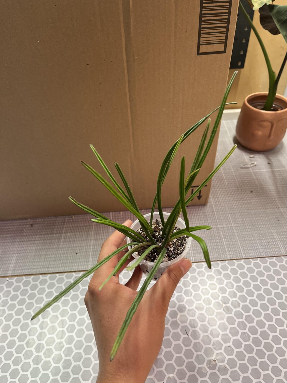 H. insularis, so excited to finally add this to my collection!