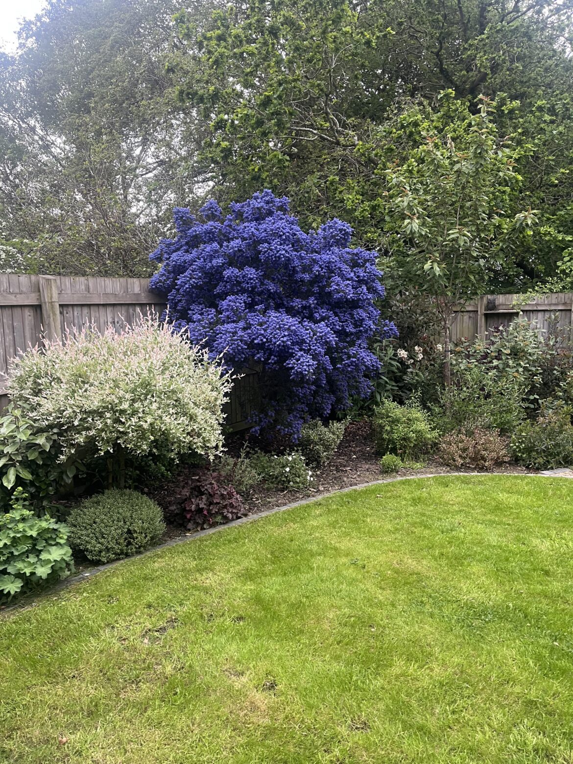 Ceanothus Love