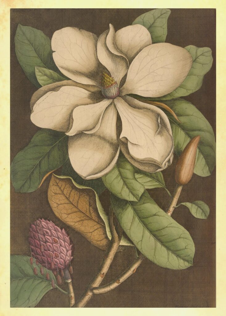Illustrations of various plants, insects, and reptiles, found in "The natural history of Carolina, Florida, and the Bahama Islands" by Mark Catesby and George Edwards (circa 1771)