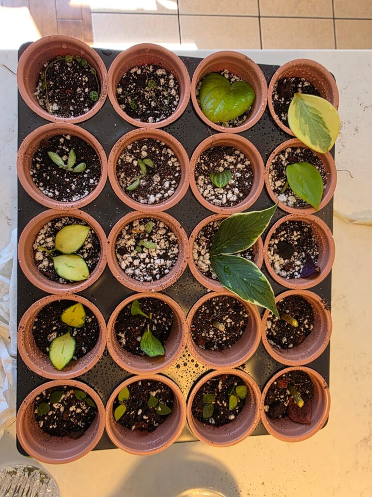 Best method of Ziploc propagation Best method of Ziploc propagation