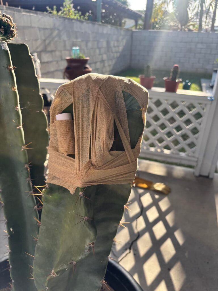 Grafted crested myrtillo & cereus Forbessi monstrose
