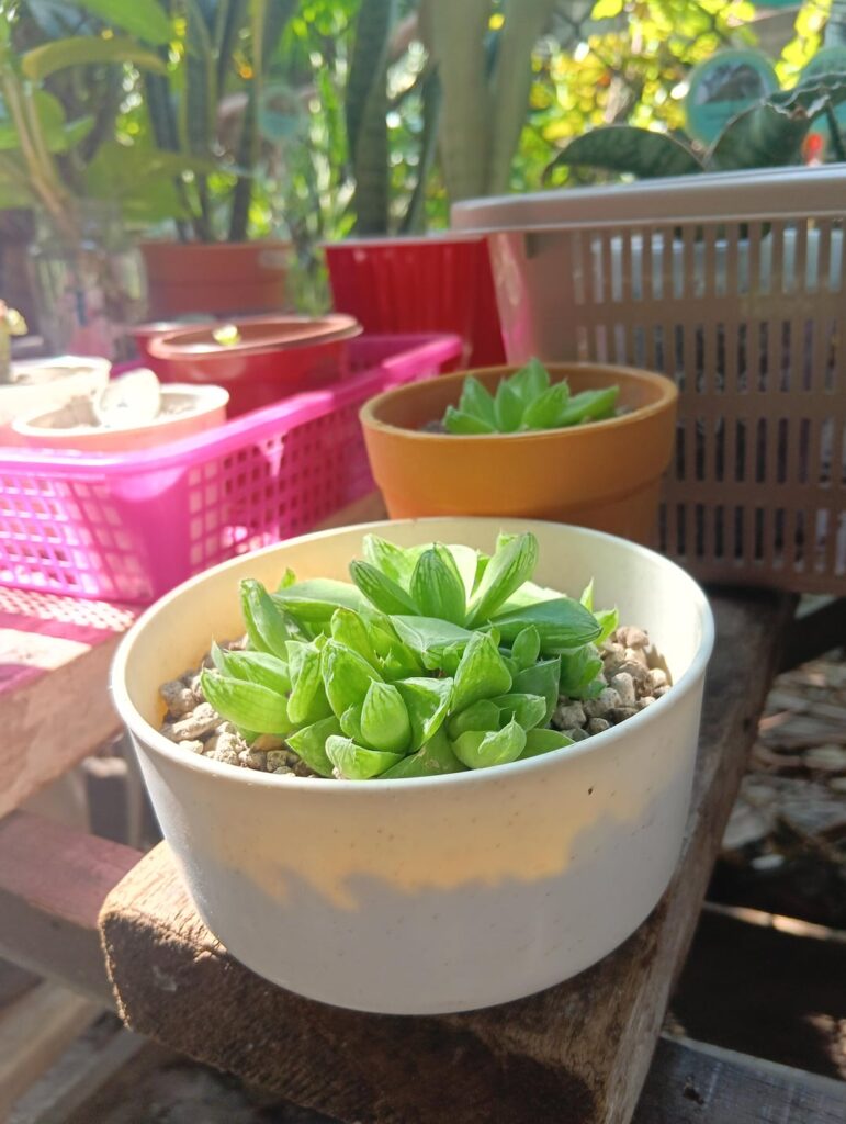 Potting shipping stressed Haws