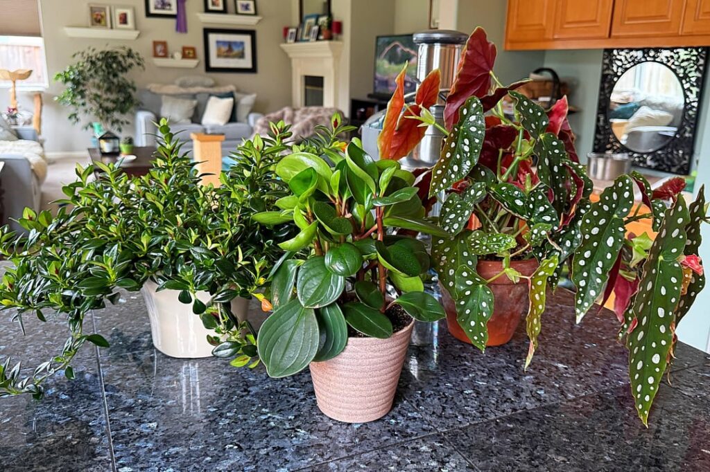 Propagation appreciation! These are some of my favorites, it is so satisfying going from a leaf or a nub to full fledge plants Propagation appreciation! These are some of my favorites, it is so satisfying going from a leaf or a nub to full fledge plants