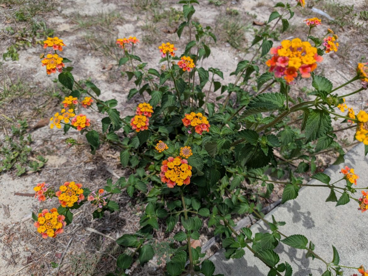 Who is this pretty fella? Grew as a weed in my yard but i don't think ive seen a plant with multi color flowers like that before.