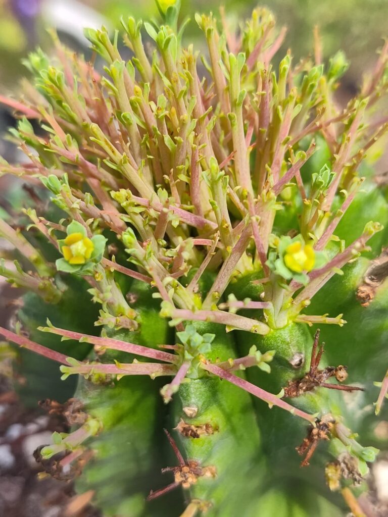 Euphorbia horrida var. noorsveldensis