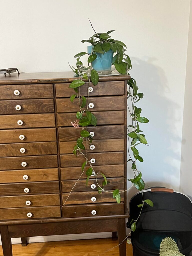 What kind of Hoya do I have?