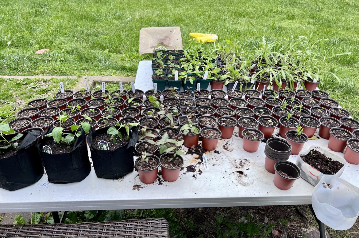 Finally finished separating my milk jug plants Finally finished separating my milk jug plants