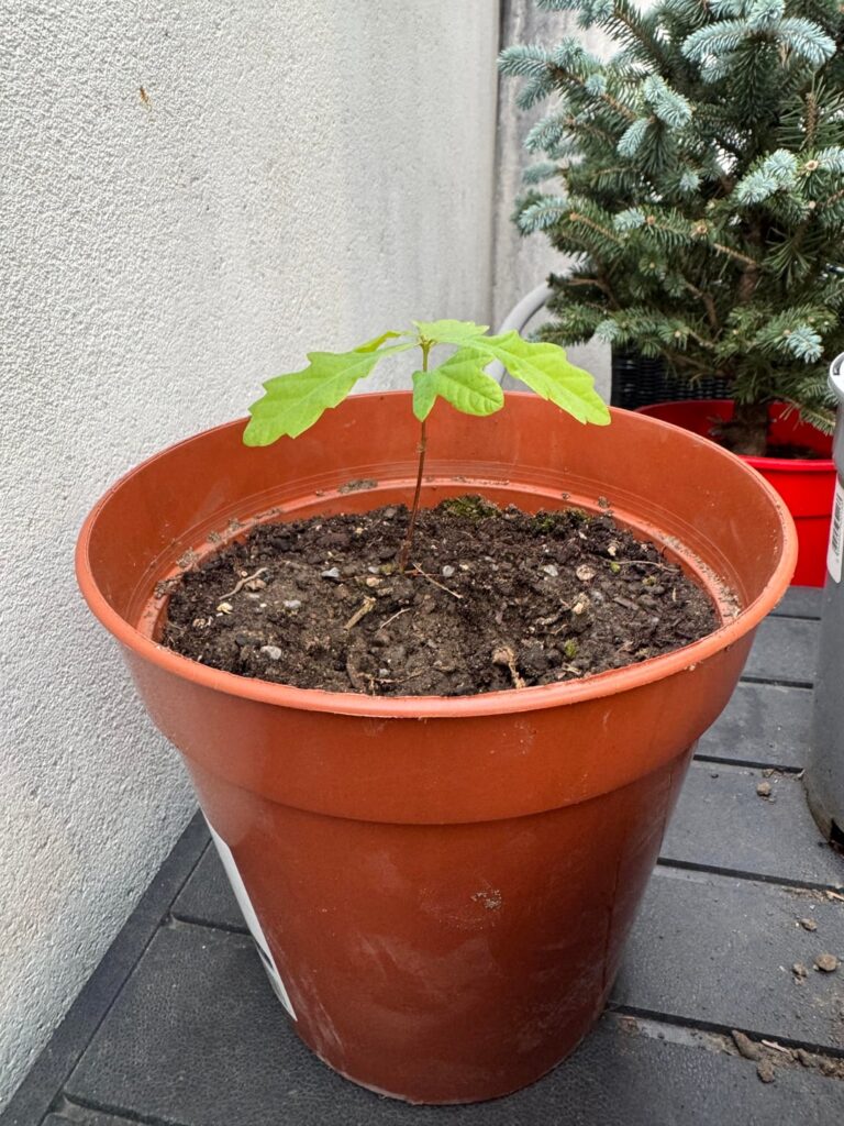 Oak seedlings, what next? 🙏