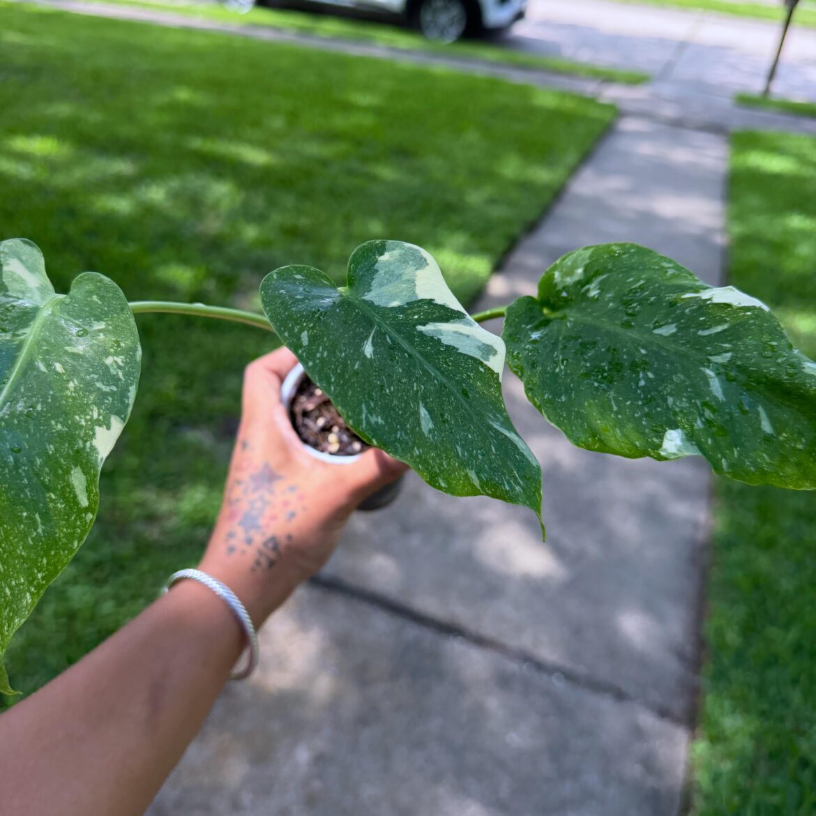 First Monstera