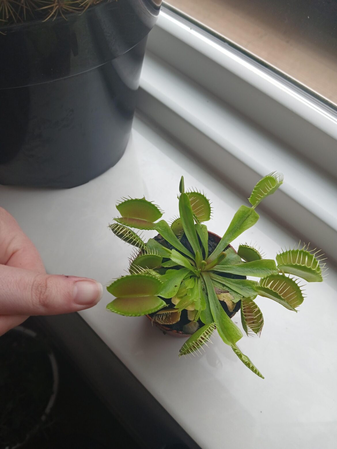 Box store vft