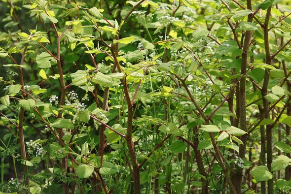 Japanese knotweed