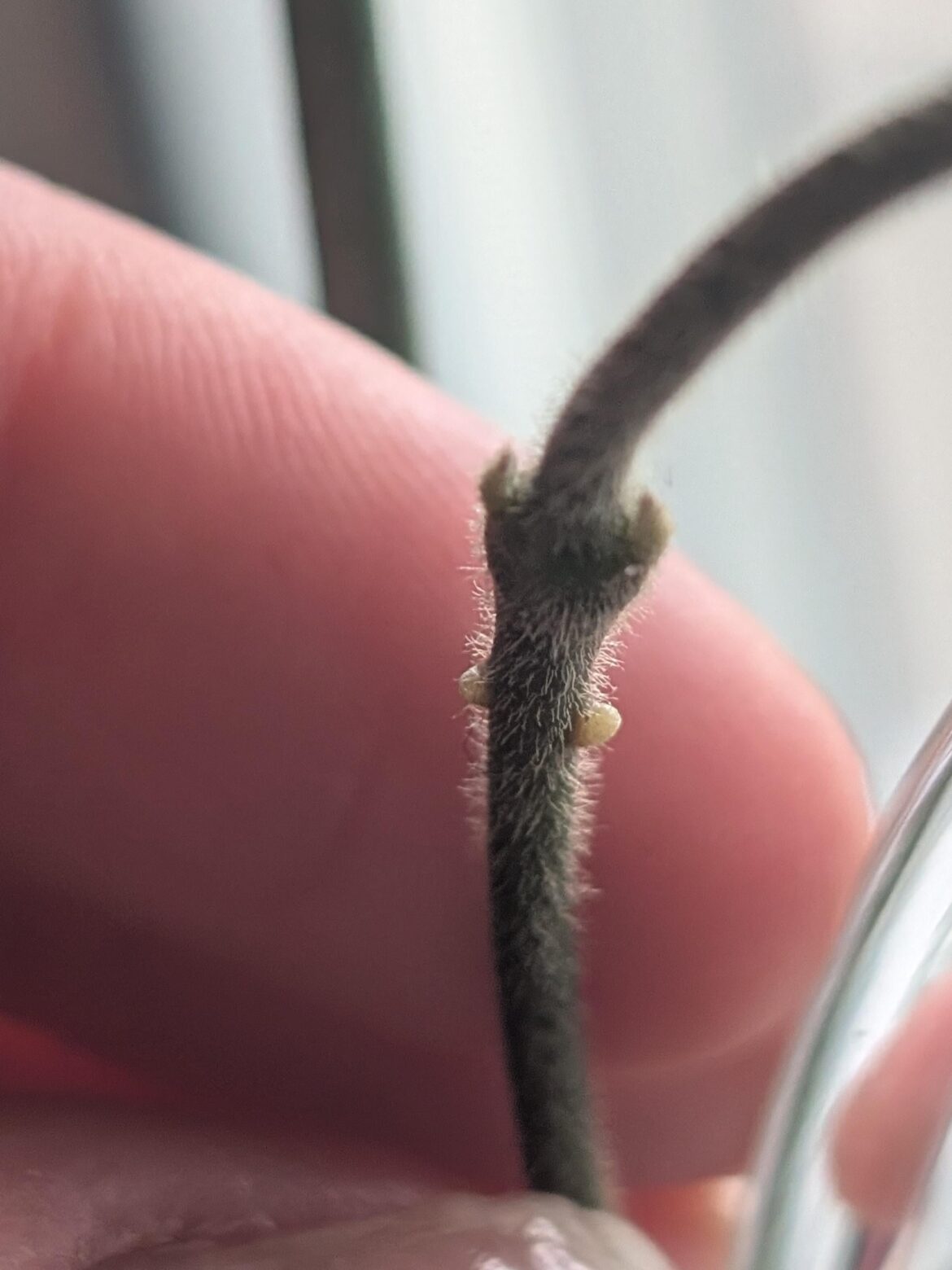 What are these little bumps under the leaves' growth points?