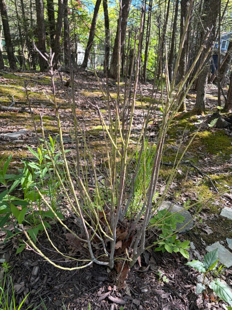 Will my inkberry bushes ever rebound? Will my inkberry bushes ever rebound?