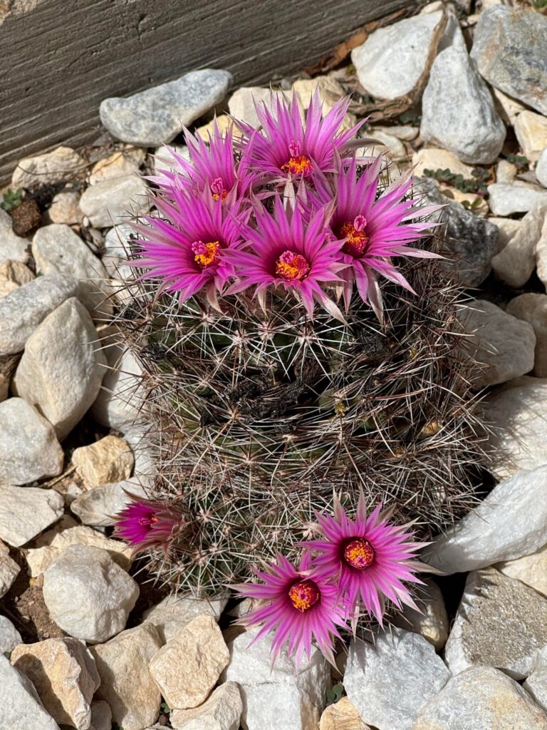 A few pics from my cacti garden
