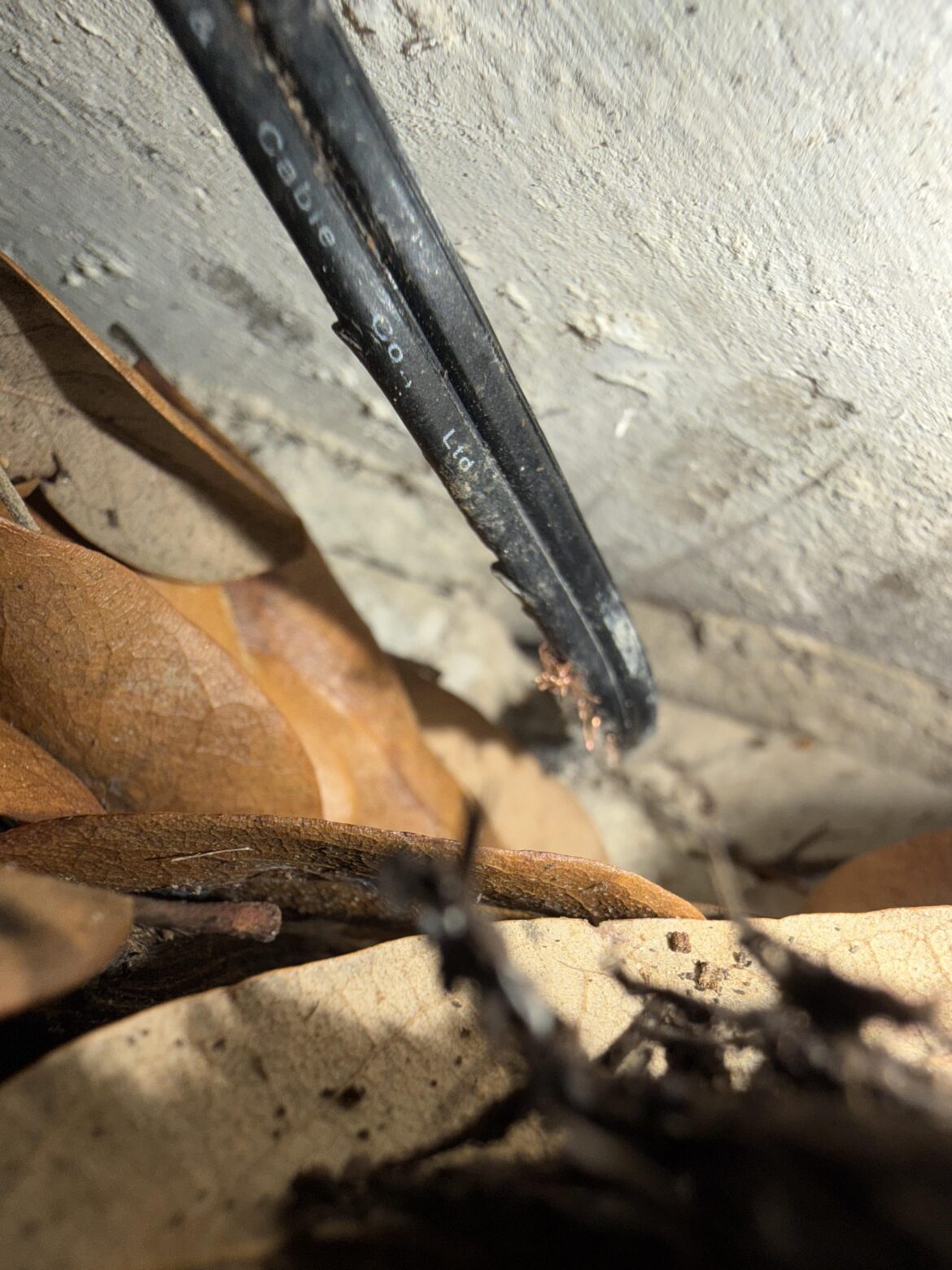 Something is chewing on my landscape wiring Something is chewing on my landscape wiring