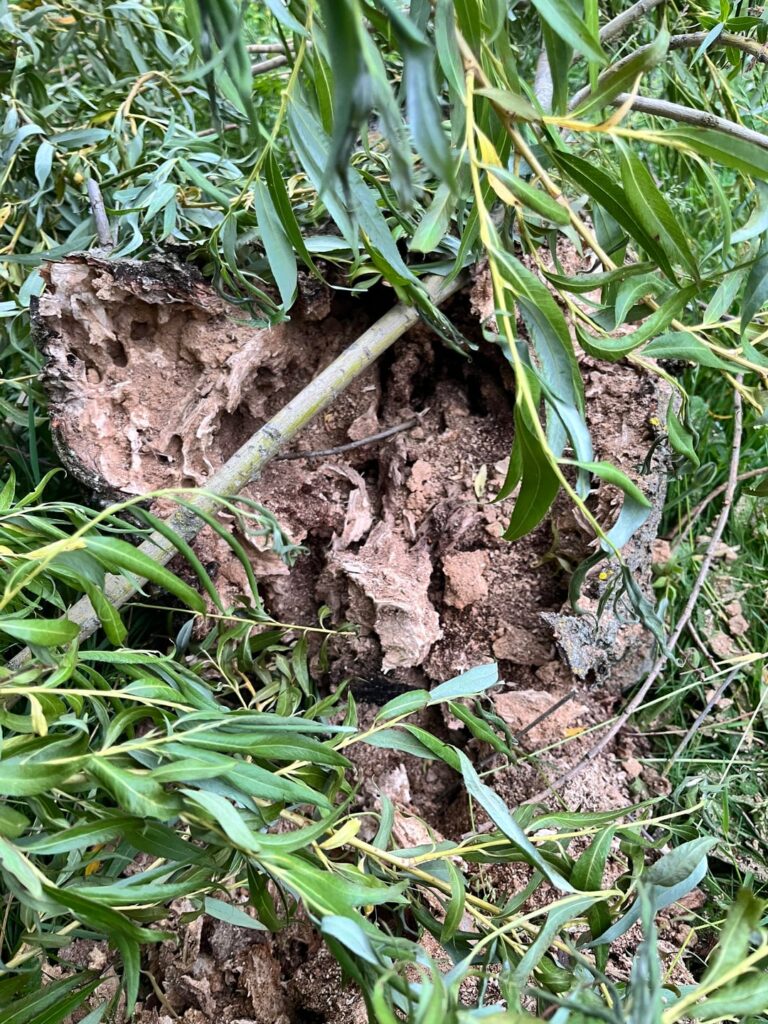 Is our willow sick/dying?