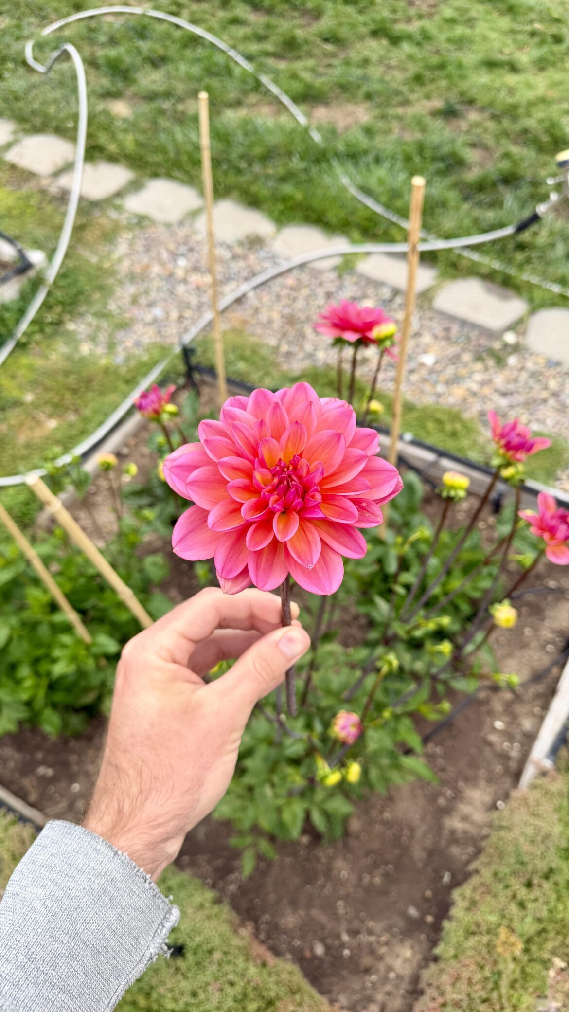 My very first bloom!