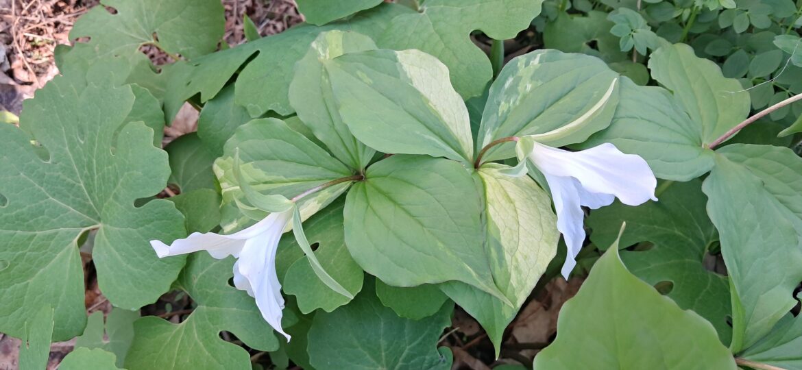 Variegated white trillium