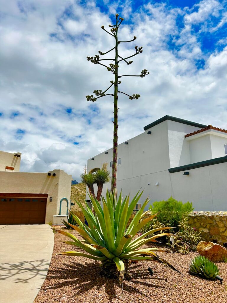 Century Plant fell before death stalk could bloom