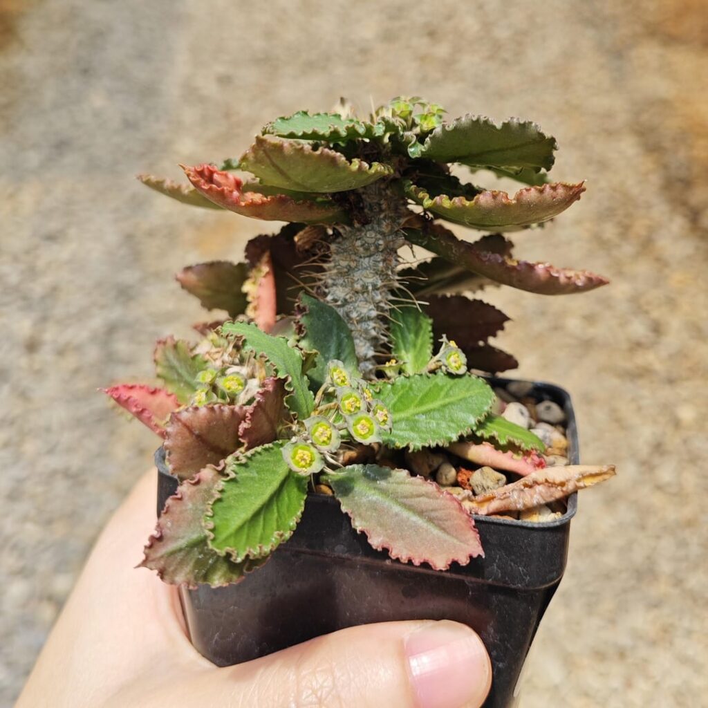 Euphorbia parvicyathophora