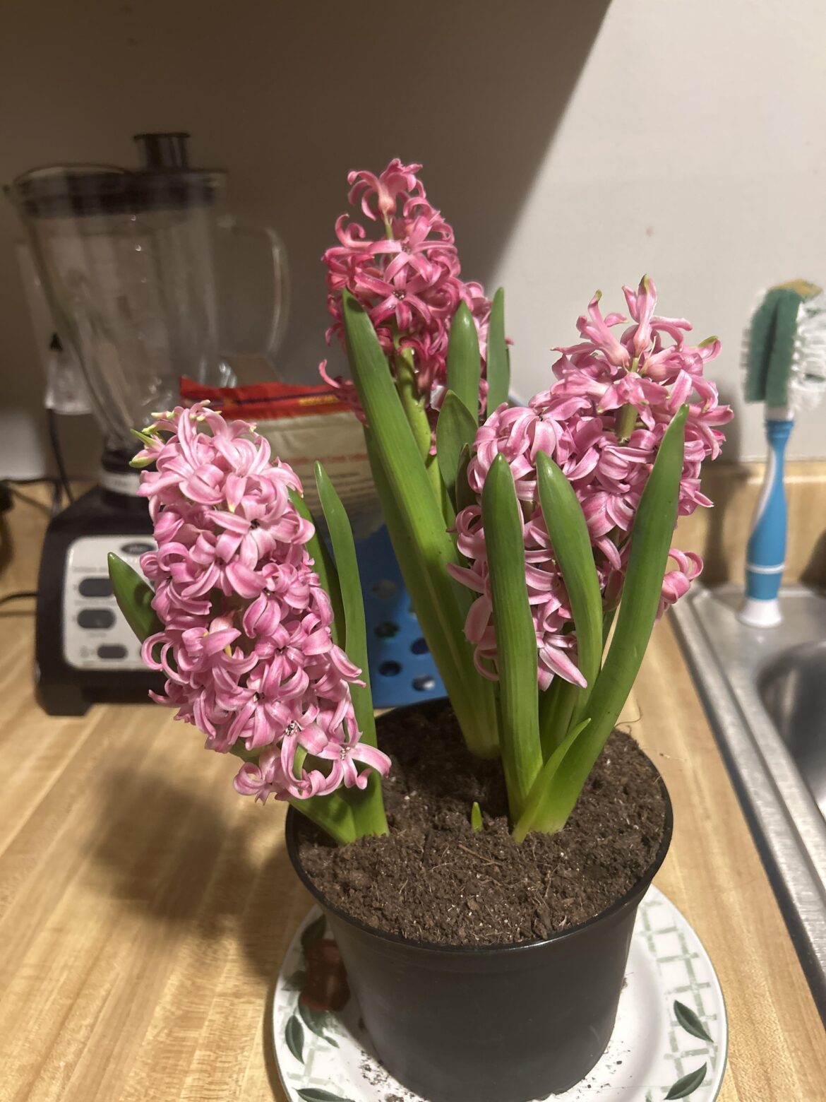 Hyacinth