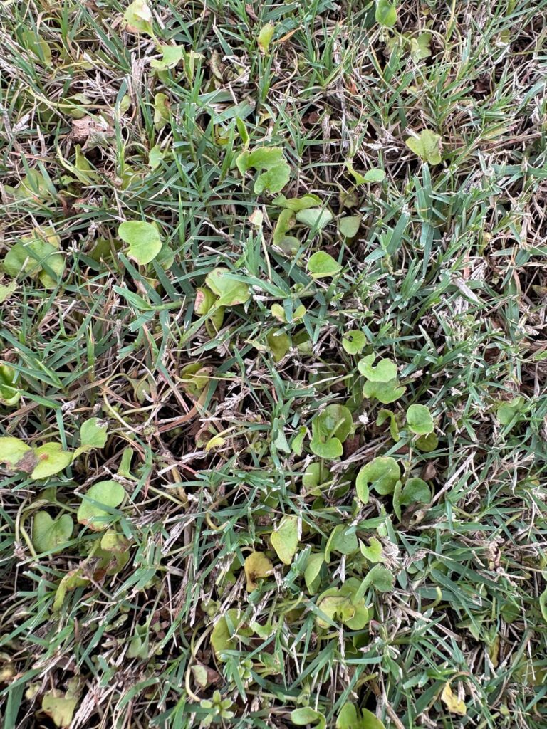 Weed killer Weed killer