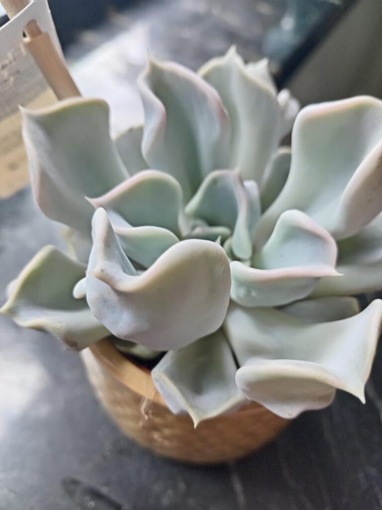 Does anyone know what this weirdo is?