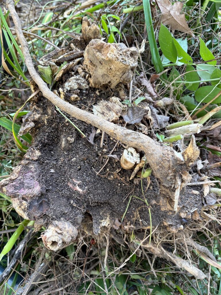 Huge root system starting to sprout, worried that it’s an Angels Trumpet Huge root system starting to sprout, worried that it’s an Angels Trumpet