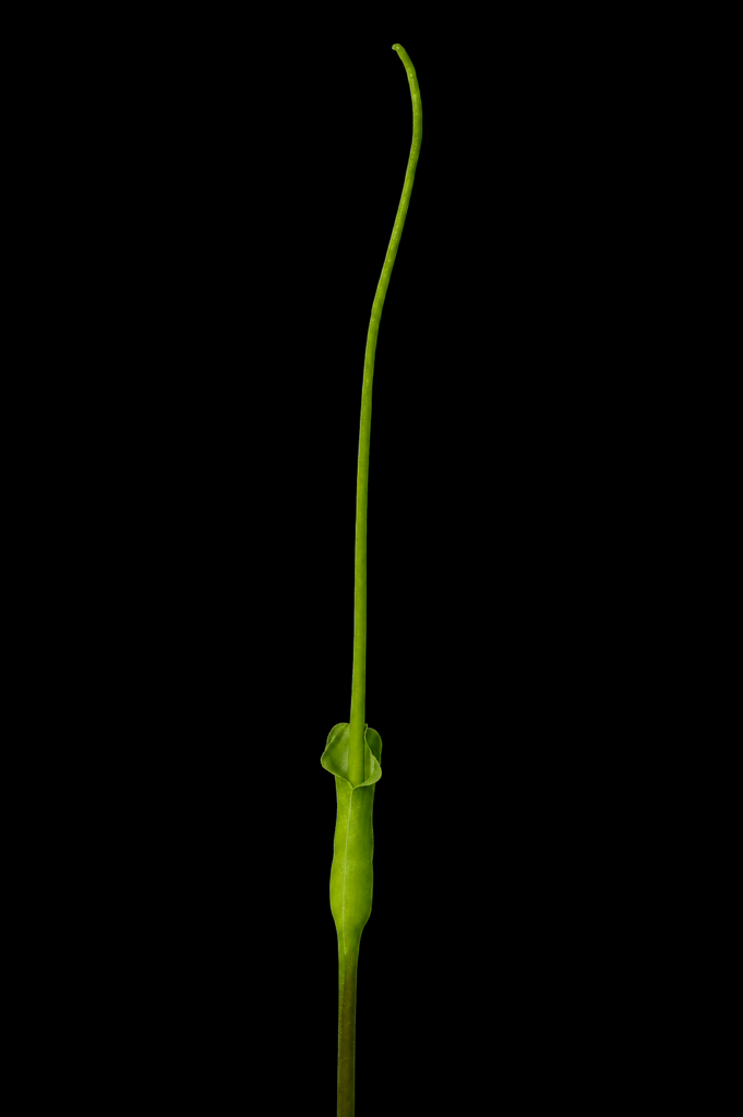 Pinellia Tripartita infloresence