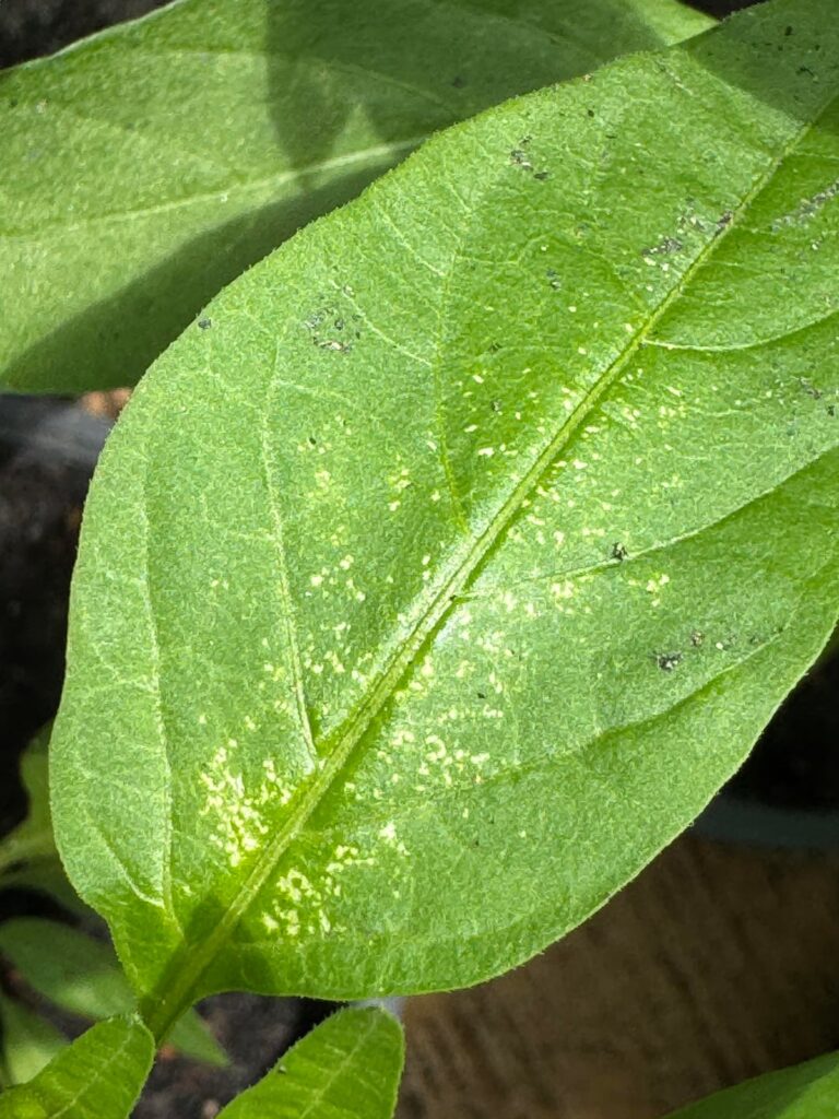 What’s wrong with my pepper plants?