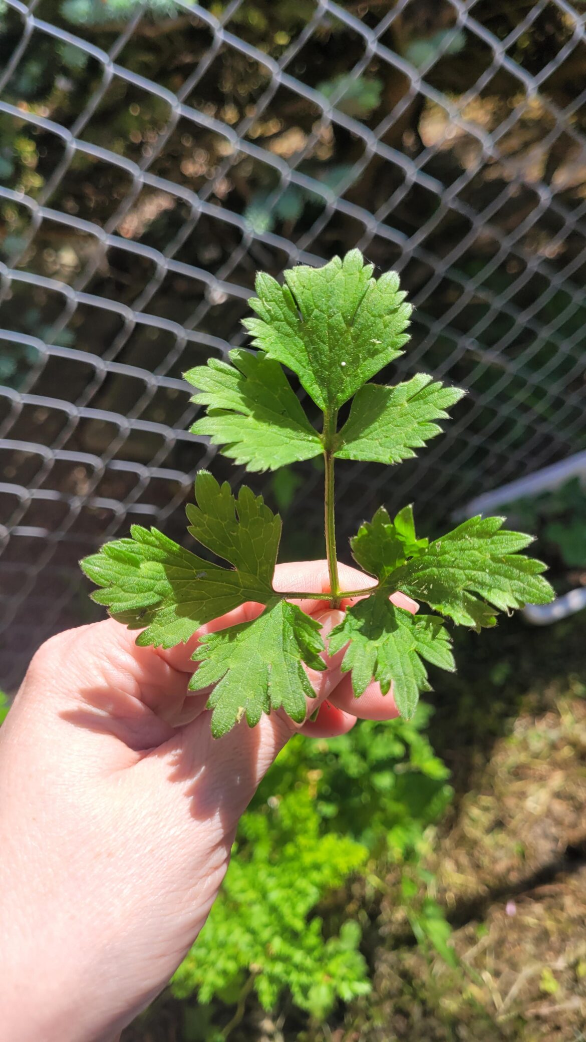 What Is This Weed???