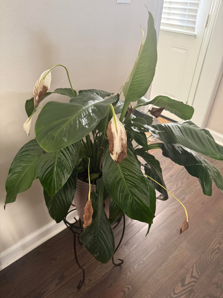 I think I’m killing my neighbors’ plants 😩 I think I’m killing my neighbors’ plants 😩
