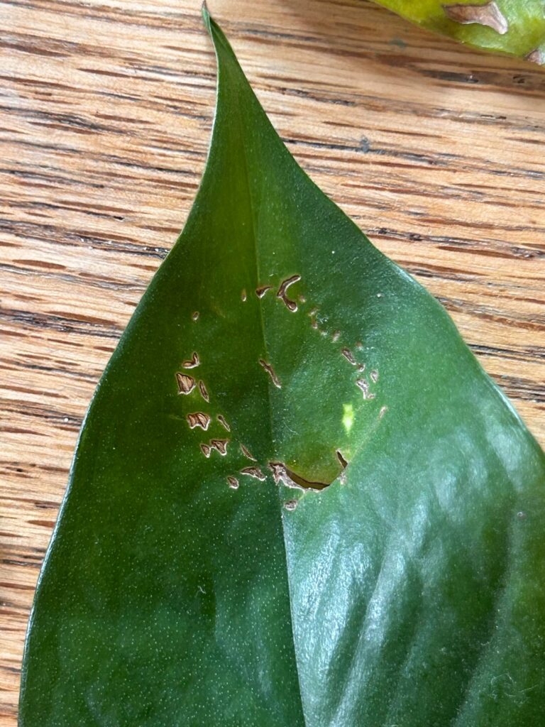 Identify the pest … bug or cat !?!