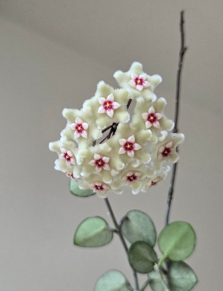 Update: It was a peduncle! My first Hoya flowers are here! Update: It was a peduncle! My first Hoya flowers are here!