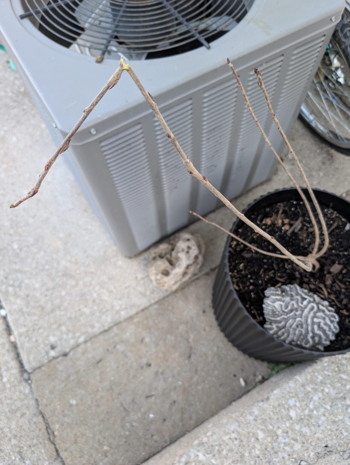 Some kid broke one of my black chokeberry branches should I remove the whole branch?